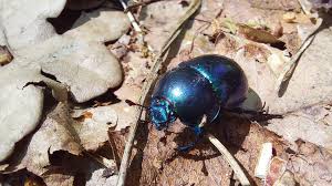 Attēlu rezultāti vaicājumam “Trypocopris vernalis”