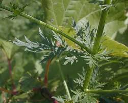 Image result for Artemisia annua