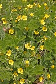 Attēlu rezultāti vaicājumam “Waldsteinia geoides”