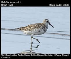 Image result for Calidris tenuirostris