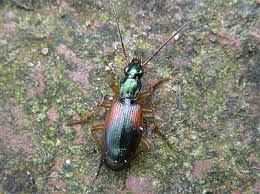 Attēlu rezultāti vaicājumam “Anchomenus dorsalis”