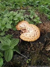 Attēlu rezultāti vaicājumam “Polyporus squamosus”