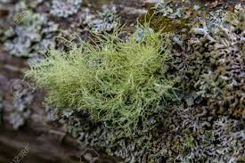 Attēlu rezultāti vaicājumam “Usnea filipendula”