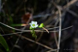 Attēlu rezultāti vaicājumam “Utricularia intermedia bud”