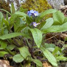 Attēlu rezultāti vaicājumam “Myosotis stricta”