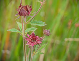 Attēlu rezultāti vaicājumam “Potentilla reptans flower”