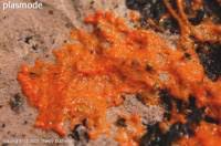 Attēlu rezultāti vaicājumam “Physarum psittacinum”