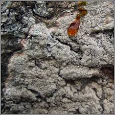 Attēlu rezultāti vaicājumam “Pertusaria coccodes”