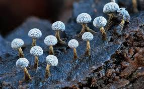 Attēlu rezultāti vaicājumam “Physarum leucophaeum sessile”