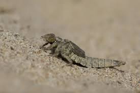 Attēlu rezultāti vaicājumam “Gomphus flavipes”