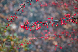 Attēlu rezultāti vaicājumam “Berberis thunbergii fruit”