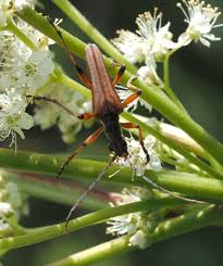 Attēlu rezultāti vaicājumam “Stenocorus meridianus”