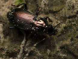 Attēlu rezultāti vaicājumam “Poecilus lepidus”