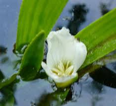 Attēlu rezultāti vaicājumam “Stratiotes aloides flower”