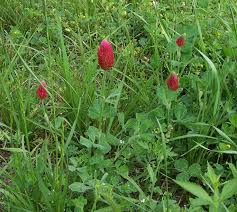 Image result for Trifolium incarnatum