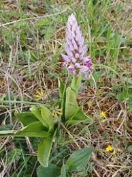 Attēlu rezultāti vaicājumam “Orchis militaris”