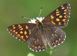 Attēlu rezultāti vaicājumam “Hamearis lucina”