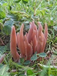 Attēlu rezultāti vaicājumam “Clavaria fumosa”