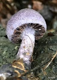 Attēlu rezultāti vaicājumam “Cortinarius violaceus”