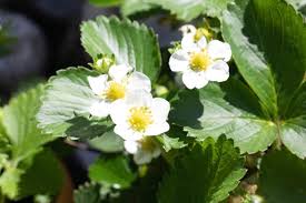 Attēlu rezultāti vaicājumam “Fragaria viridis flower”