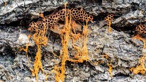 Attēlu rezultāti vaicājumam “Trichiaceae, Hemitrichiaceae, Arcyriaceae”