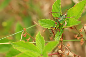 Attēlu rezultāti vaicājumam “Tettigoniodea”