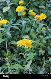 Attēlu rezultāti vaicājumam “Inula britannica”