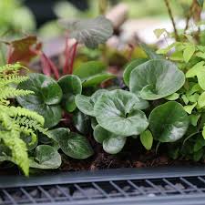 Attēlu rezultāti vaicājumam “Asarum europaeum leaf”