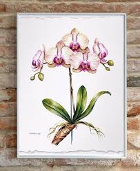 Attēlu rezultāti vaicājumam “Orchidaceae”