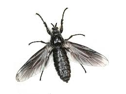 Attēlu rezultāti vaicājumam “Bibionidae female”