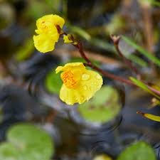 Attēlu rezultāti vaicājumam “Utricularia minor flower”
