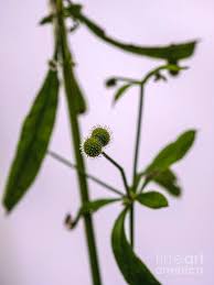 Attēlu rezultāti vaicājumam “Galium album fruit”