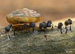 Attēlu rezultāti vaicājumam “Enerthenema papillatum”