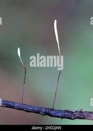 Attēlu rezultāti vaicājumam “Typhula erythropus”