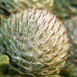 Attēlu rezultāti vaicājumam “Arctium tomentosum fruit”