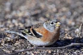 Attēlu rezultāti vaicājumam “Fringilla montifringilla female”