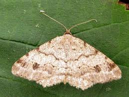 Attēlu rezultāti vaicājumam “Macaria signaria”