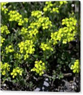 Image result for Alyssum diffusum