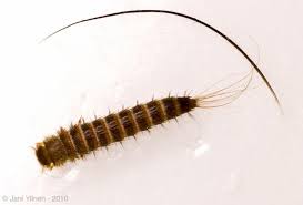 Attēlu rezultāti vaicājumam “Attagenus pellio”