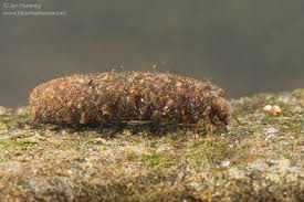 Attēlu rezultāti vaicājumam “Potamophylax”