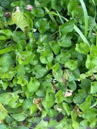 Attēlu rezultāti vaicājumam “Viola mirabilis”