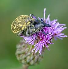 Attēlu rezultāti vaicājumam “Larinus sp.”
