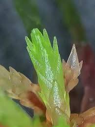 Attēlu rezultāti vaicājumam “Mnium stellare”