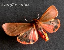 Attēlu rezultāti vaicājumam “Phragmatobia fuliginosa”