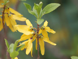Attēlu rezultāti vaicājumam “Forsythia suspensa flower”