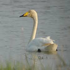 Image result for Cygnus cygnus