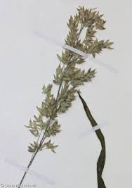 Attēlu rezultāti vaicājumam “Holcus lanatus  fruit”