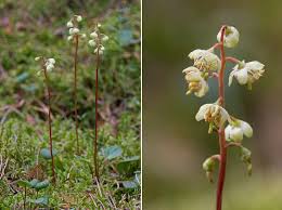 Attēlu rezultāti vaicājumam “Pyrola chlorantha”