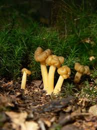 Attēlu rezultāti vaicājumam “Leotia lubrica”