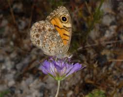 Attēlu rezultāti vaicājumam “Lasiommata megera”
